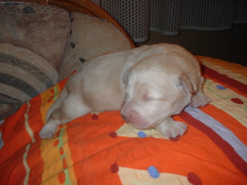 Foto: Puffy-t�denn� �t���tko