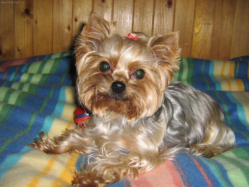 Foto: Ad�lak-pohodi�ka na post�lce