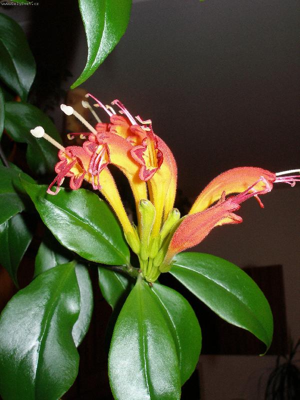 Foto: aeschynanthus pseciosus