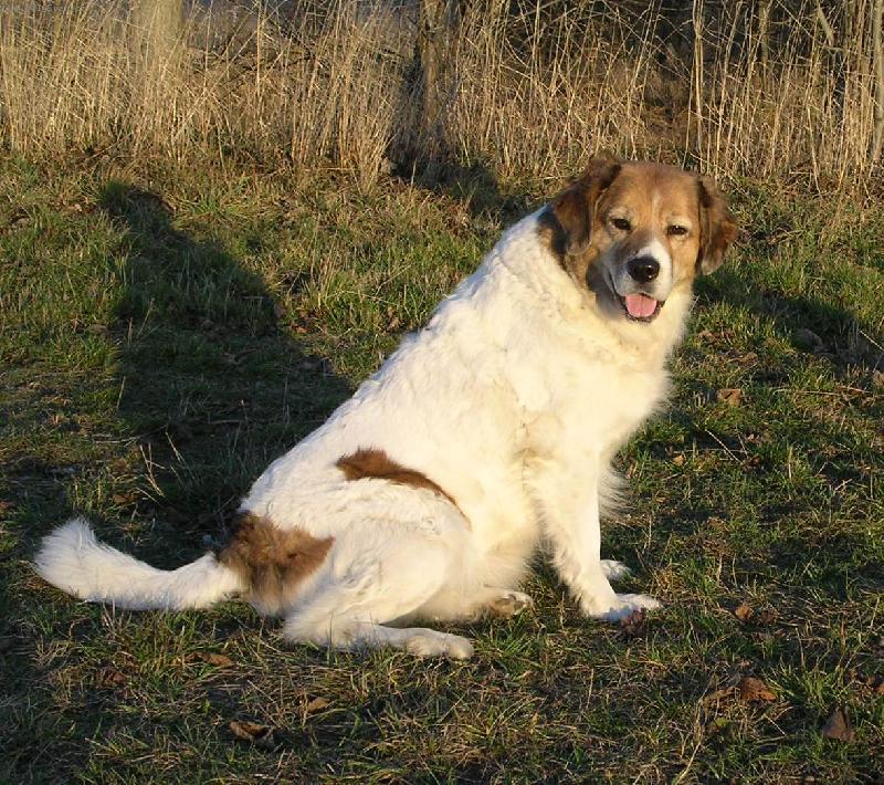 Foto: Akina - P�e�tick� luka