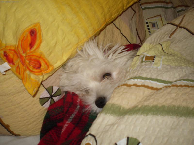 Foto: Spinkaj�c� malt�z��ek-Mont�k