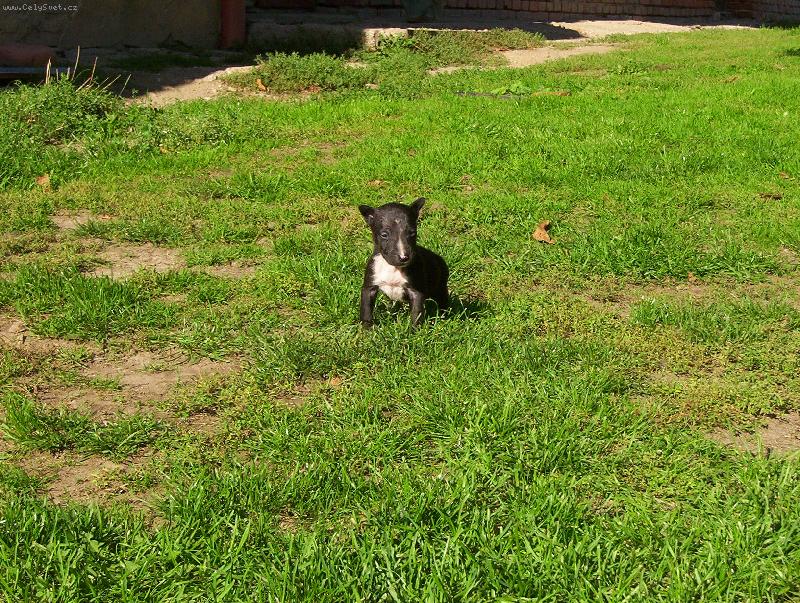 Foto: Ozzy-Co�e?? to jsem j� ten prcek??Nev���m- haf