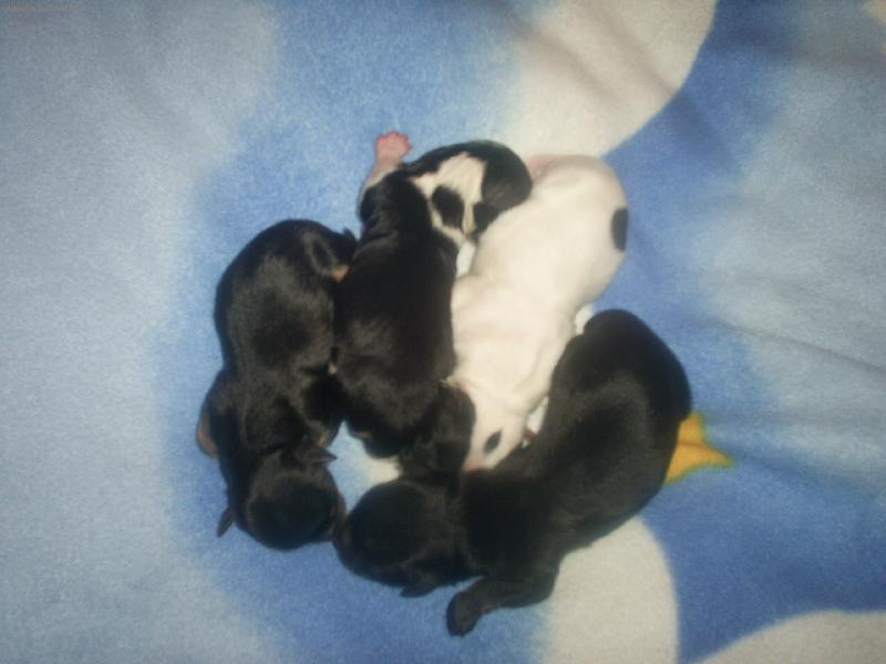 Foto: Mim�ska-Tolik �t�st� pohromad�.