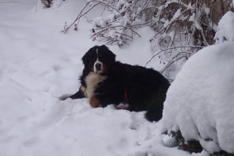 Foto: BERNIE- iluje sn�h