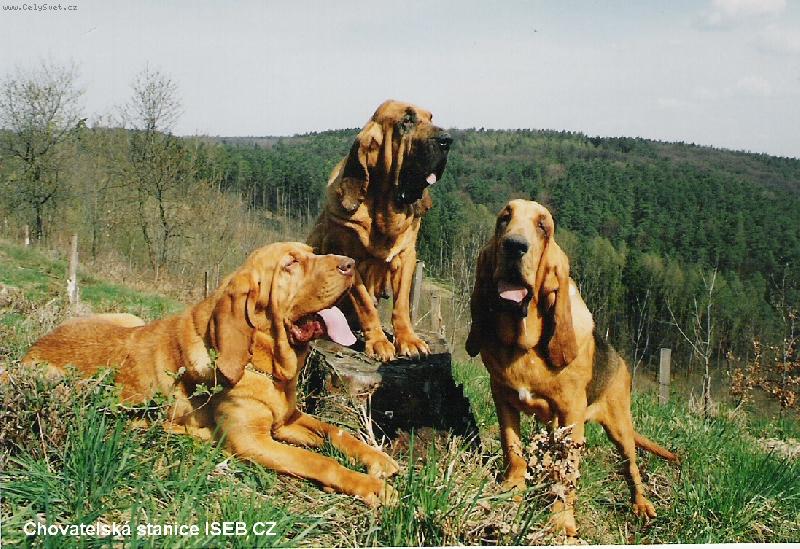 Foto: Chov.stanice ISEB-odpo�inek na pasece