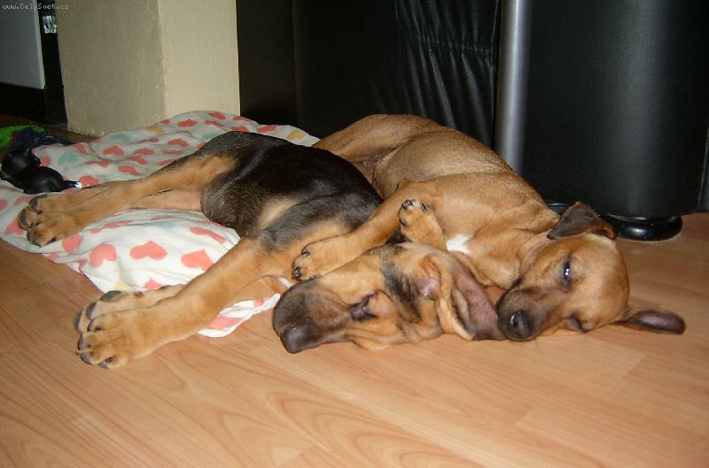 Foto: ISEB CS-Joey - p�ilet�l jsem z Ameriky, a m�m novou kamar�dku Irisku - patterdale teri�rku