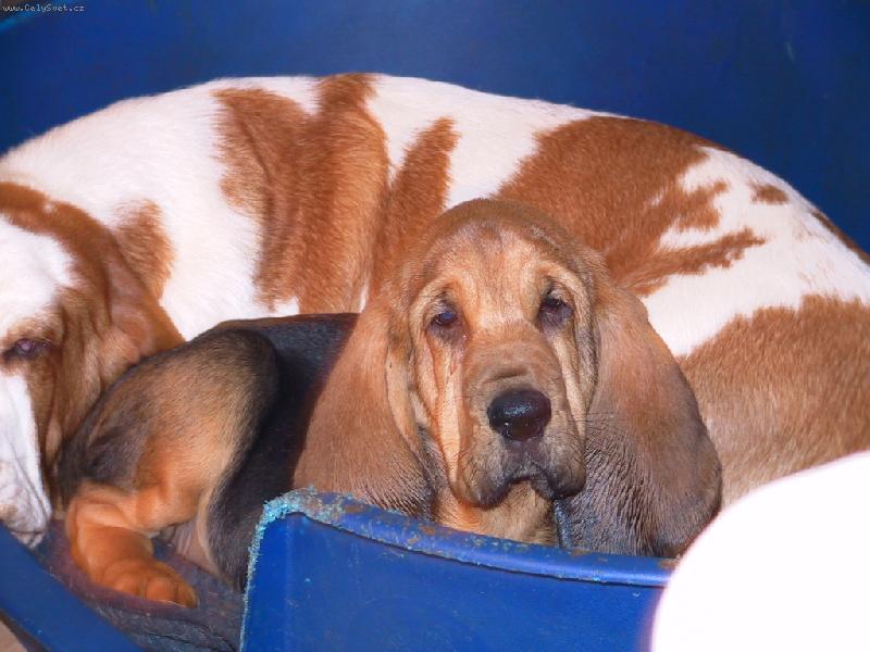 Foto: Chov.stanice ISEB-Yazoo - Zden�k