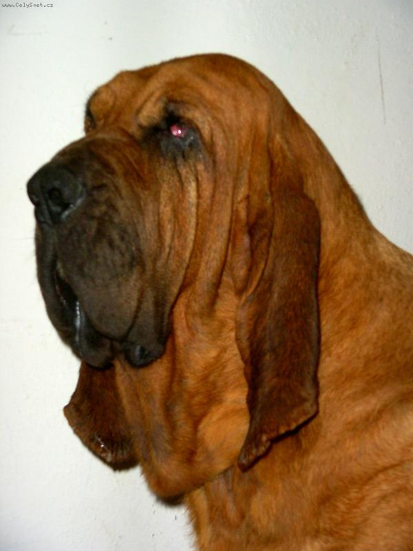 Foto: ISEB CS-Pretty Woman Iseb