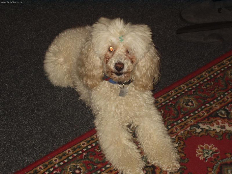 Foto: to je m�j mil�ek