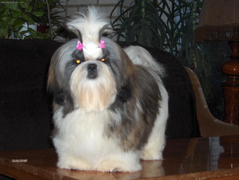 Foto: Sakura z Ivafre