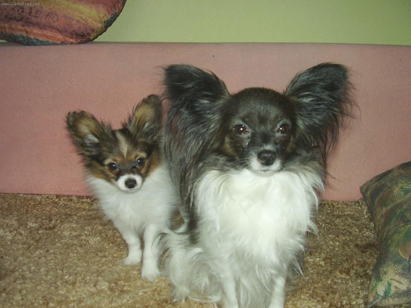 Foto: papillonci z T��na