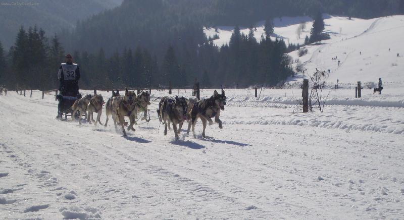 Foto: Husky 2-Husky 2