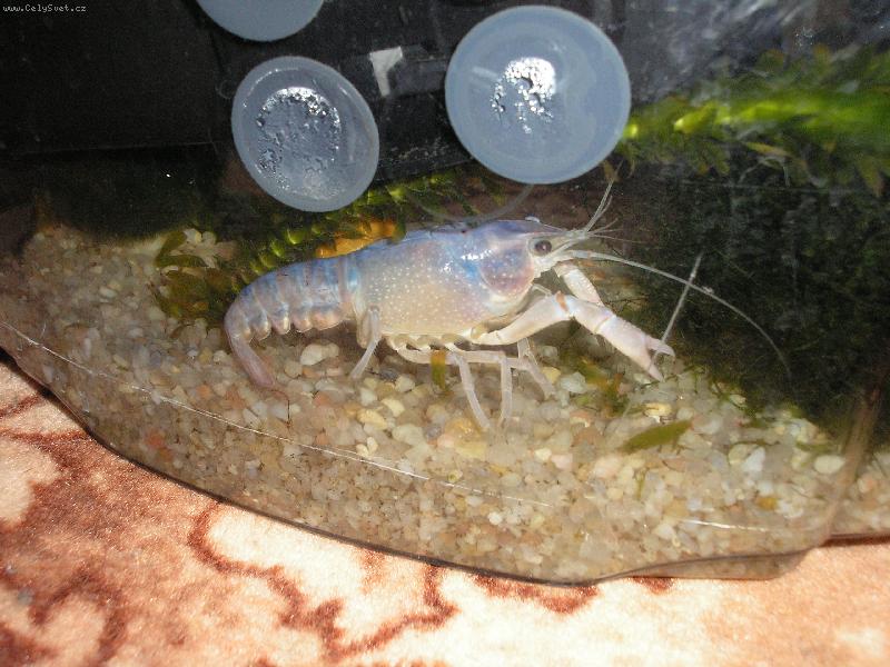 Foto: rak-jsem nebezpe�n�