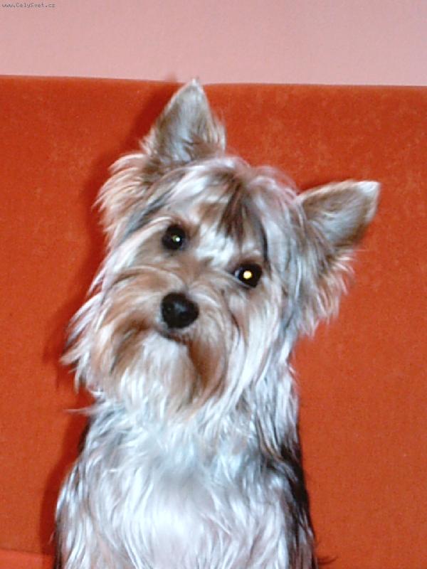 Foto: Cony-yorkshirsky terier