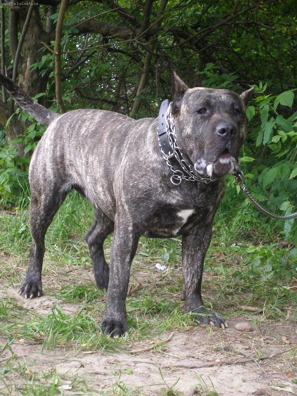 Foto: Tahora Tajemnica Mistrza