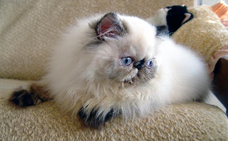 Foto: Josephine Deste, CZ-Persk� ko�ka s �elvovinov�mi odznaky