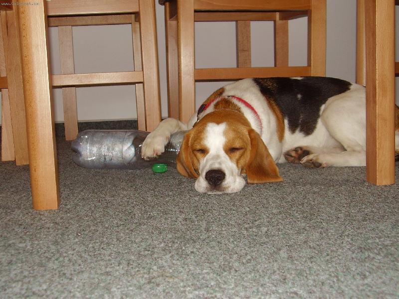 Foto: �nava En�i .......