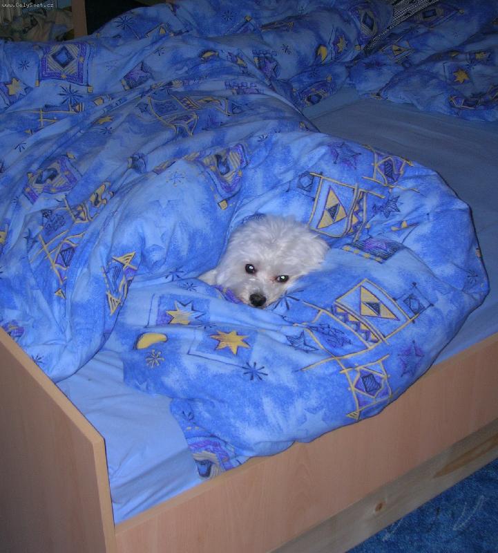 Foto: V post�lce mi je nejl�pe...