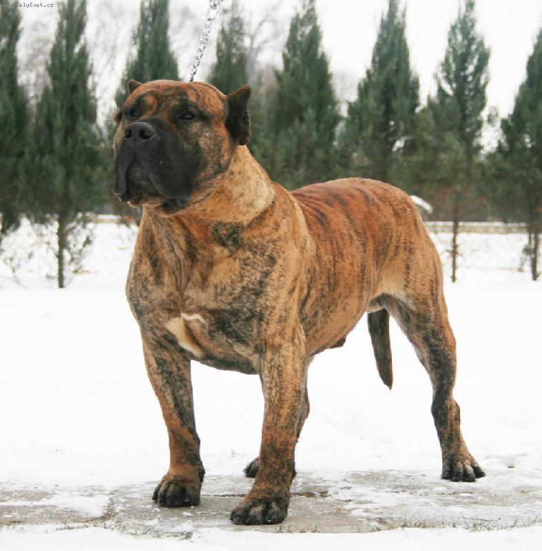 Foto: GRAEAT OVATION