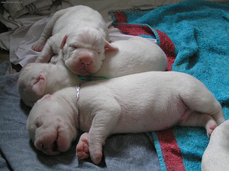 Foto: Blansk� les vrh D (psi)