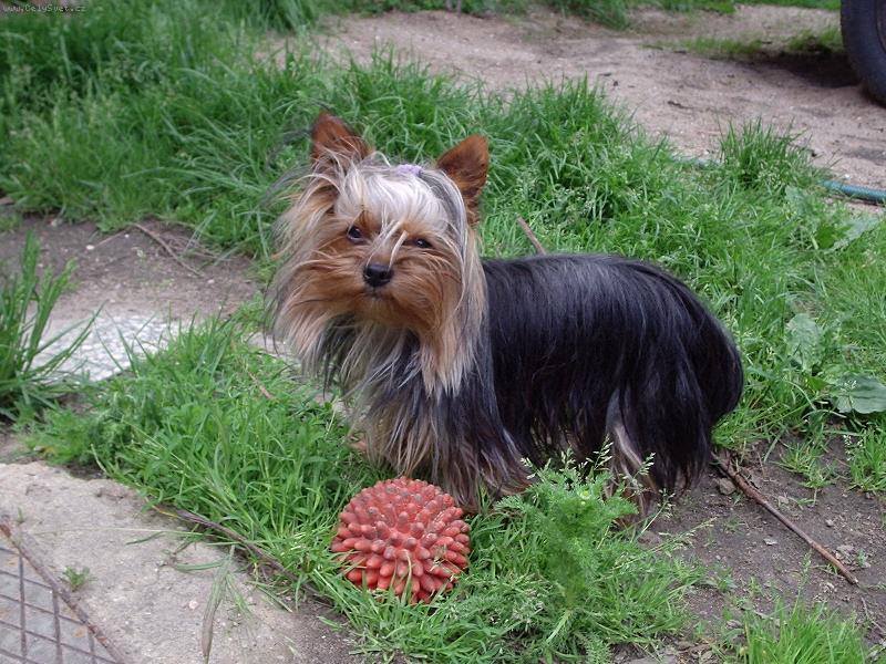 Foto: Monty Jack-Monty s je�kem