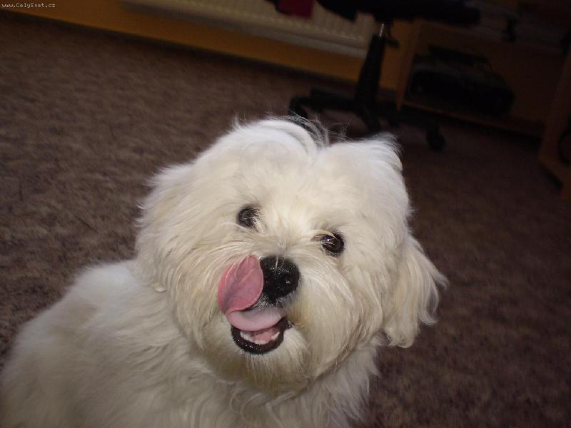 Foto: To je dobrota!-Mont�k