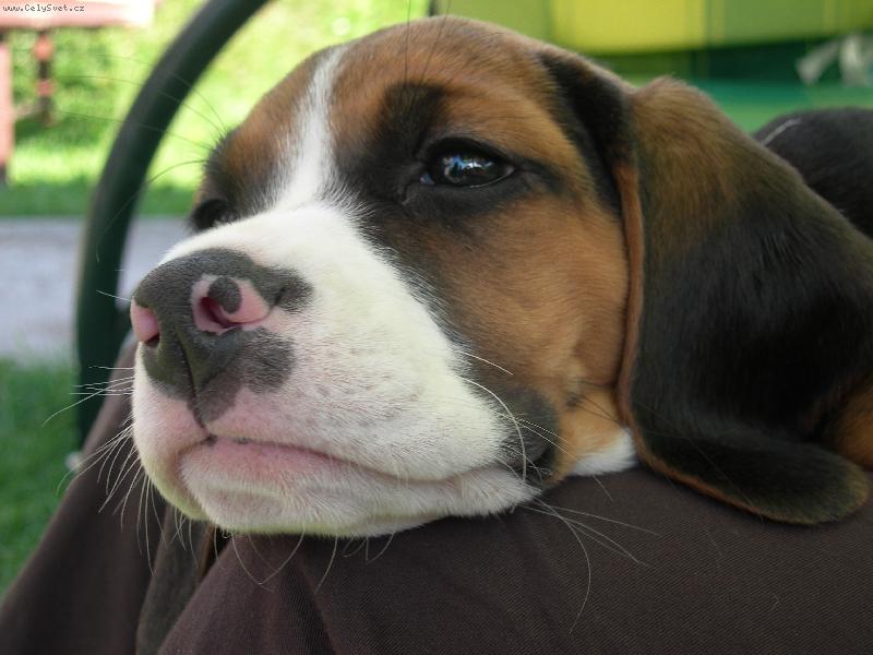 Foto: Bonny-Ja sametovou tlamicku m���m....