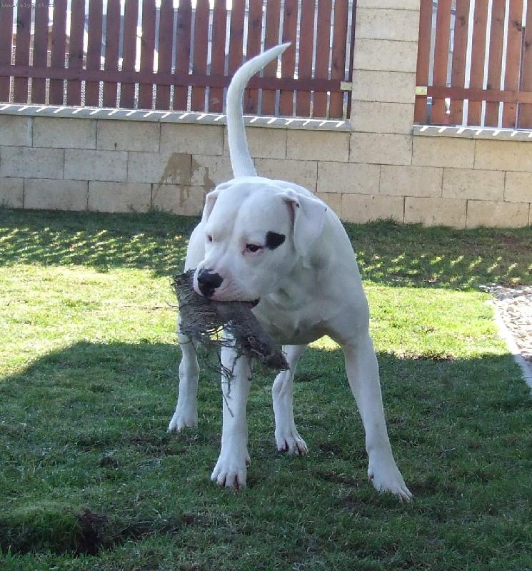 Foto: A je tu jaro 2007-Alonso Charismatic