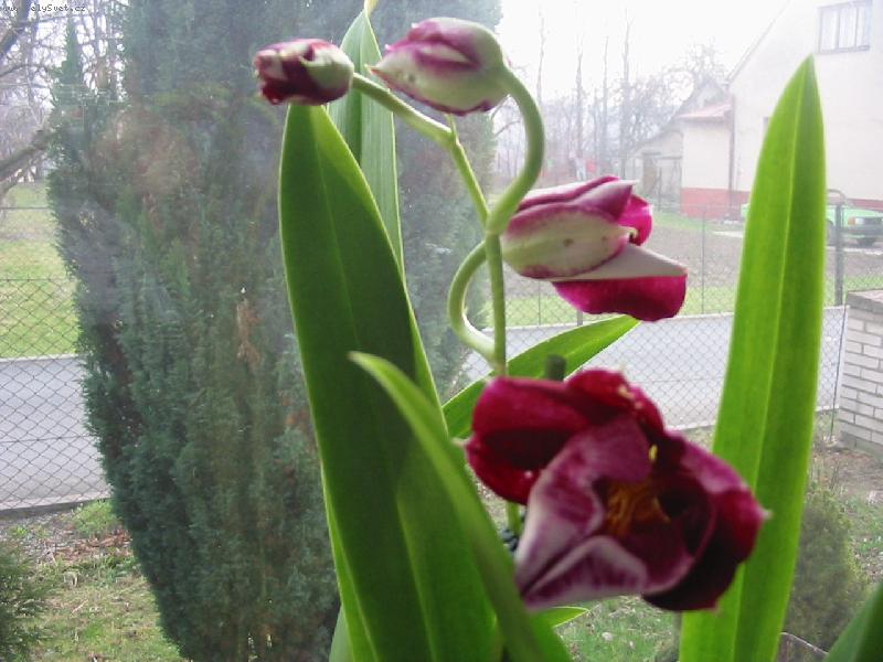 Foto: Rozkv�taj�c� miltonie