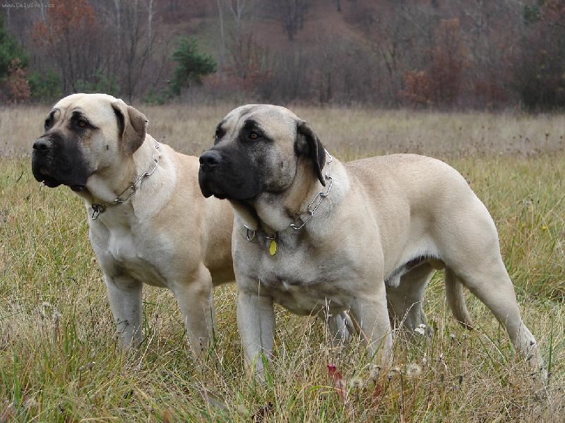 Foto: Carlos a Allis