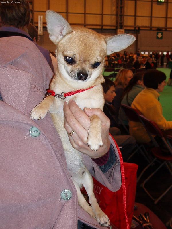 Foto: Z n�v�t�vy Crufts 2007