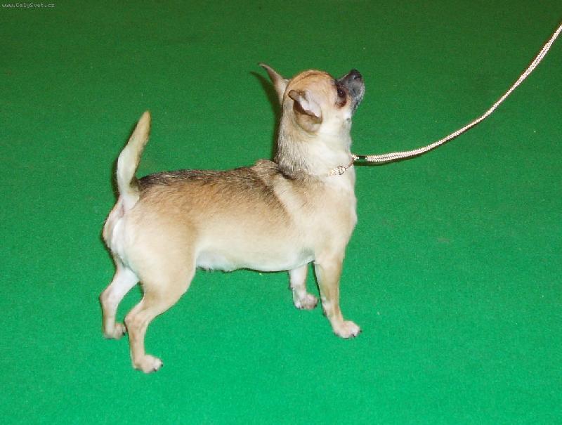 Foto: Z n�v�t�vy v�stavy Crufts 2007