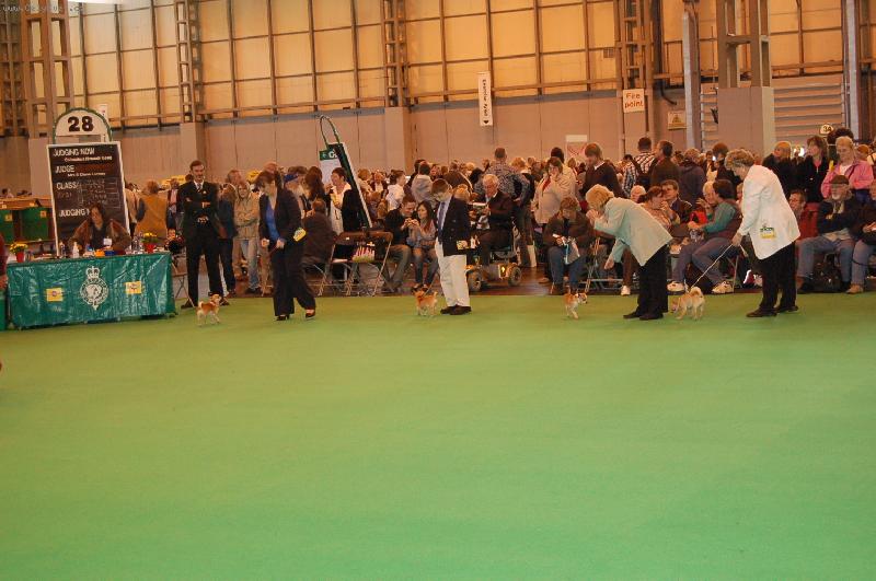 Foto: Crufts 2007