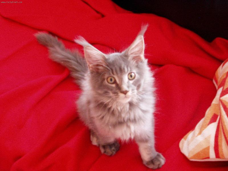 Foto: Muj milacek kocourek Matt