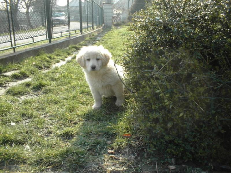 Foto: :)-Puffy, dva m�sc�e