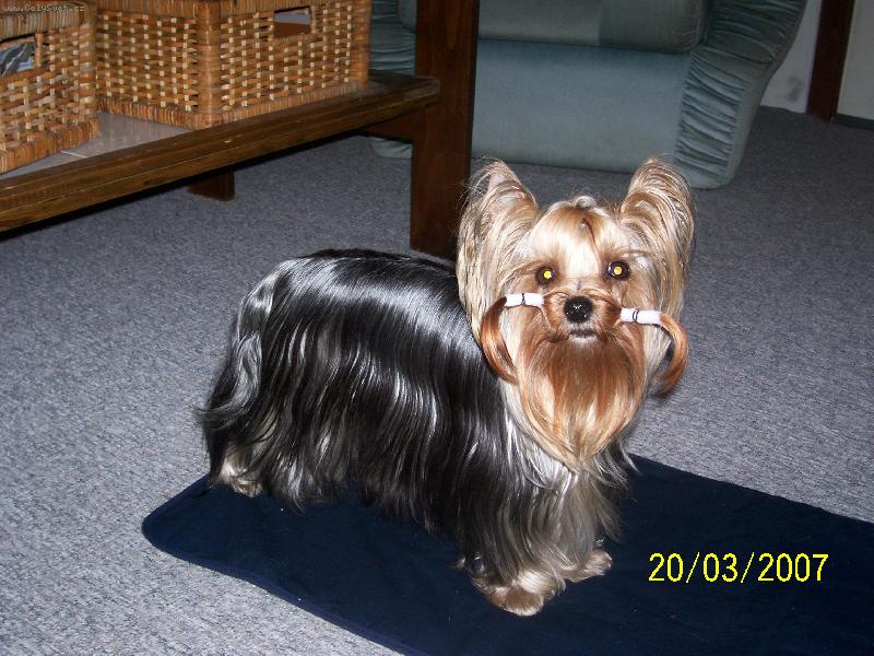 Foto: Bessy-www.jork-bessy.estranky.cz