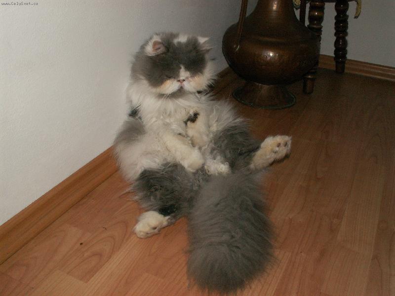 Foto: klidn� fotte-siesta