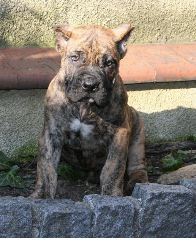 Foto: HARUN Guanchos