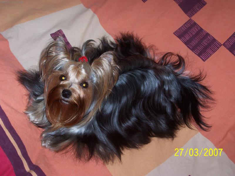 Foto: Bessy-www.jork-bessy.estranky.cz