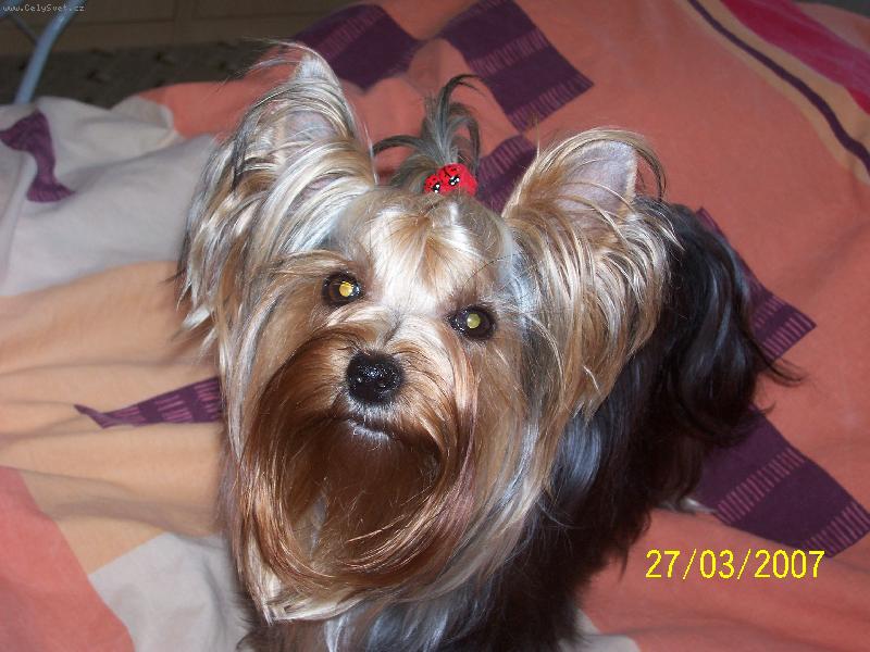 Foto: Bessy-www.jork-bessy.estranky.cz