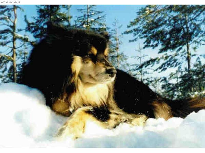 Foto: Lapinkoira-Na�la sem to na n�k� anglick� str�nce ale je to o�=)