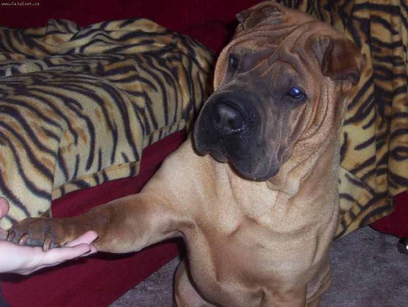 Foto: pac-za pi�kotek pod�m packu ka�d�mu