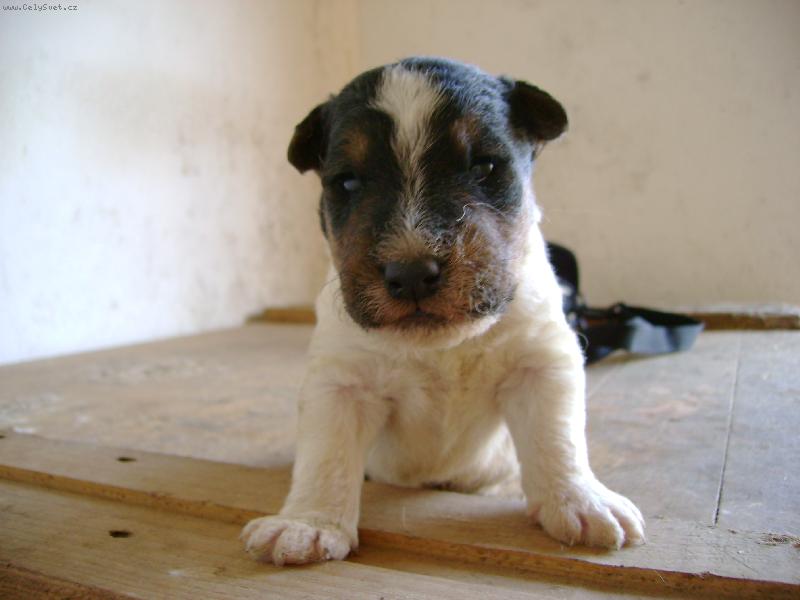 Foto: prcek-nase nejnovejsi stenatko