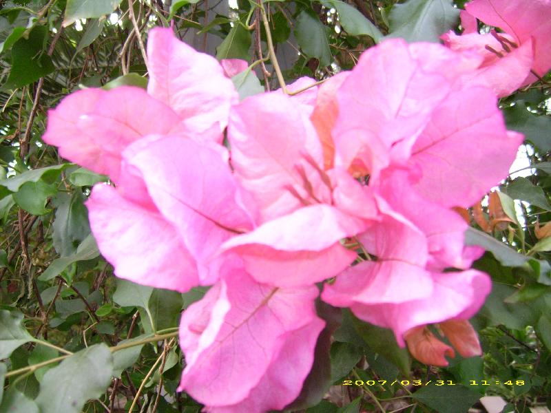 Foto: r��ov� kv�t-z palmov�ho sklen�ku