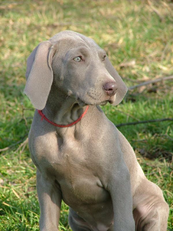 Foto: arka bellus nitor