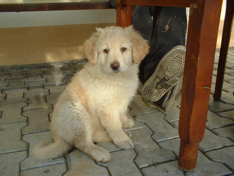 Foto: 2,5 m�s�ce-na�e k��en� �����tko :)