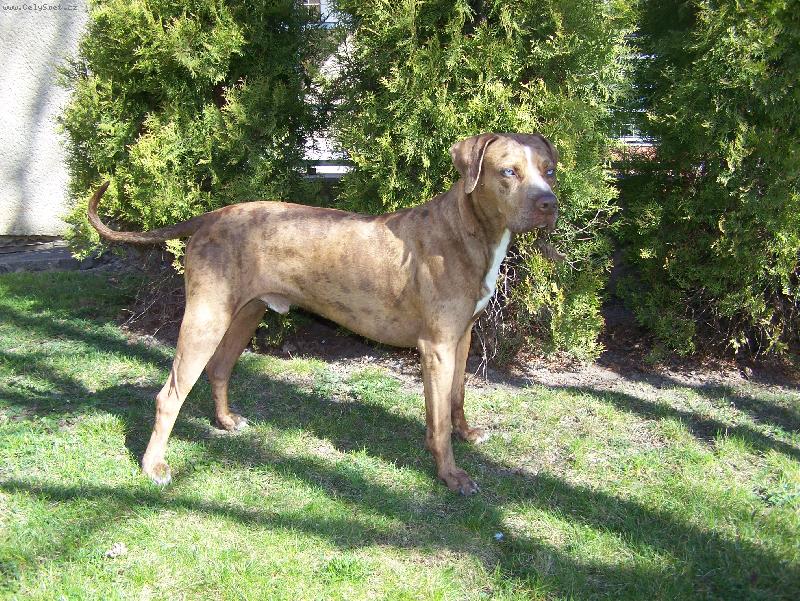 Foto: Alexey Philip Bardera