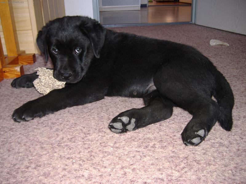 Foto: Sid-10. t�den� k��enec Labradora s Rotvajlerem