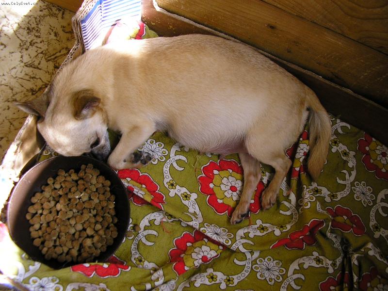 Foto: P�ed porodem