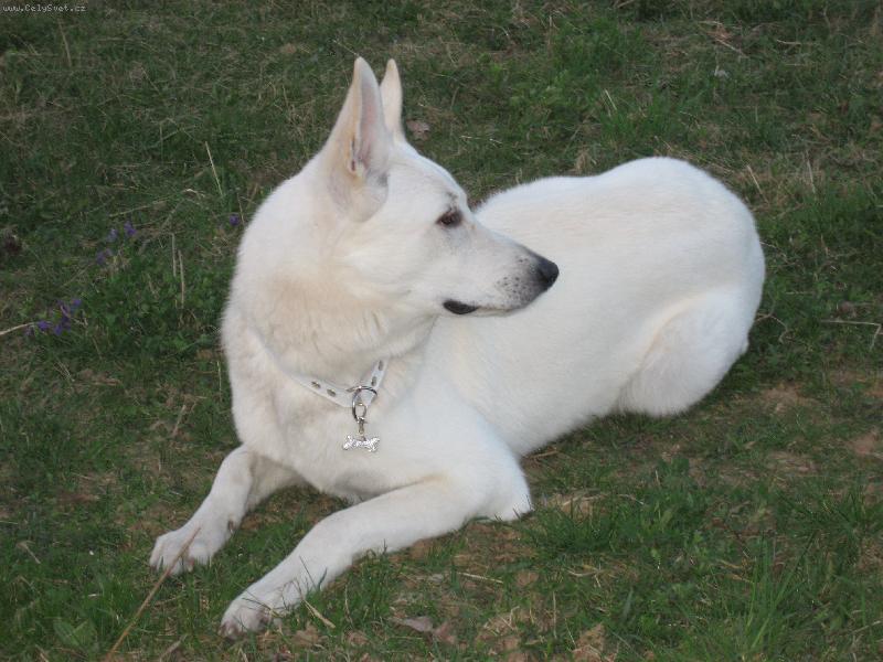 Foto: ALBIS-Albisek le��